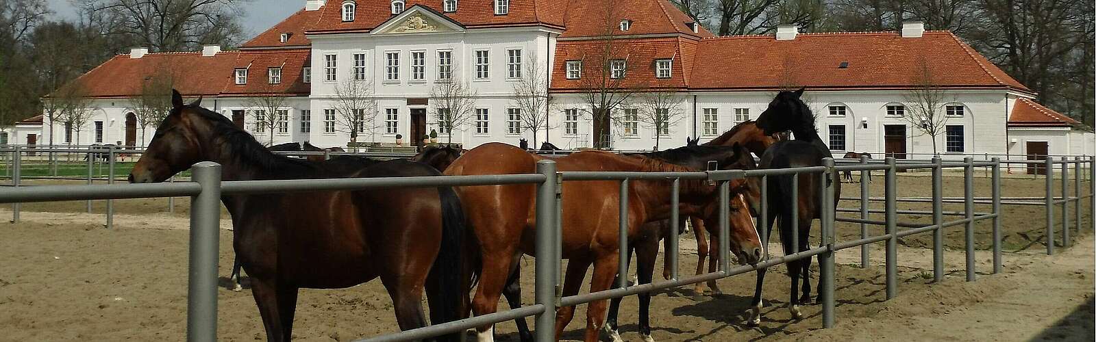 Brandenburgisches Haupt- und Landgestüt Neustadt/Dosse,
            
        
                
                
                    Foto: Doreen Wolf
