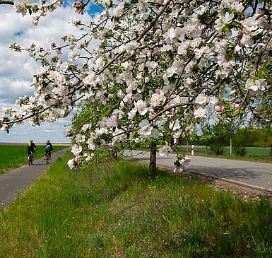 Radweg in frühlingshafter Kulisse