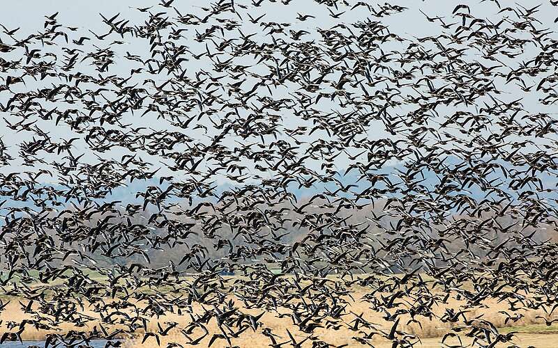



    
        
                Blessgänse in den Elbtalauen,
            
        
                Foto: Naturschutzfonds Brandenburg/Lerch Ulmer
            
    
