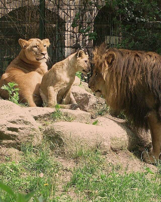 Löwen im Zoo Eberswalde