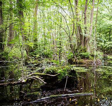 Expedition in die Brandenburgische Wildnis