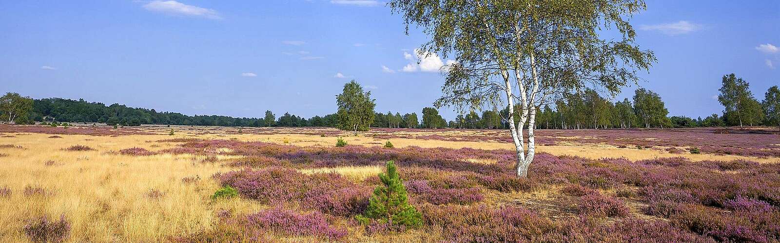 Naturpark Niederlausitzer Heidelandschaft,
            
        
                Foto: Tourismusverband Elbe-Elster-Land e.V./Andreas Franke