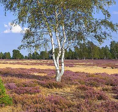 Naturpark Niederlausitzer Heidelandschaft