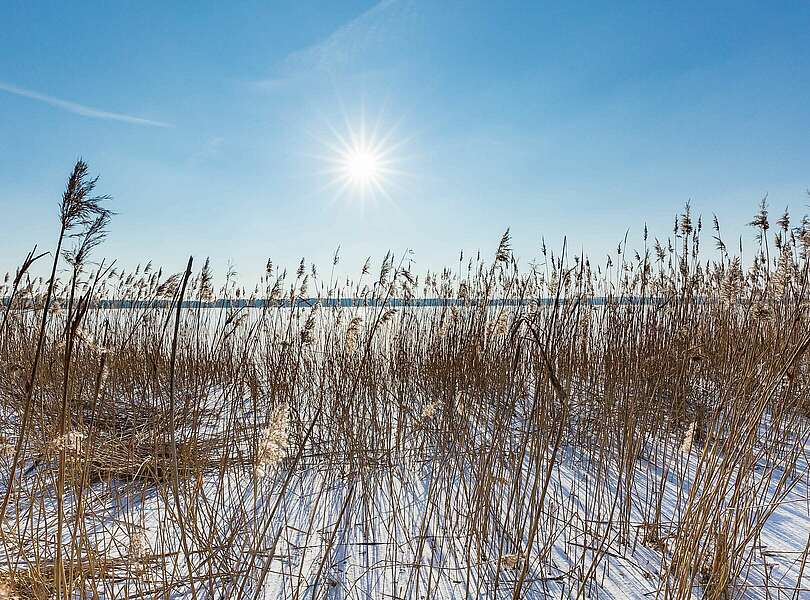 Schilfgürtel am Grimnitzsee