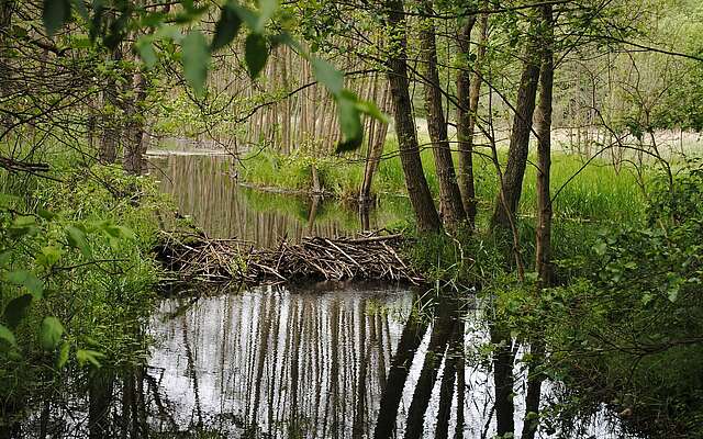 Biberdamm im Naturpark Stechlin-Ruppiner Land