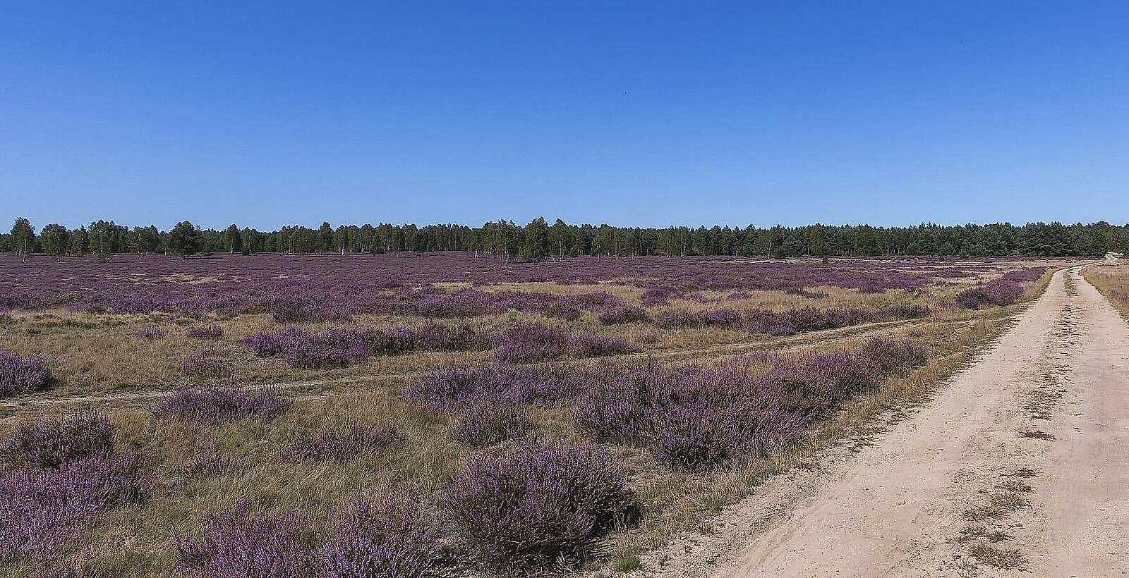Blühende Heide,
            
        
                Foto: TMB Tourismus-Marketing Brandenburg GmbH/Steffen Lehmann