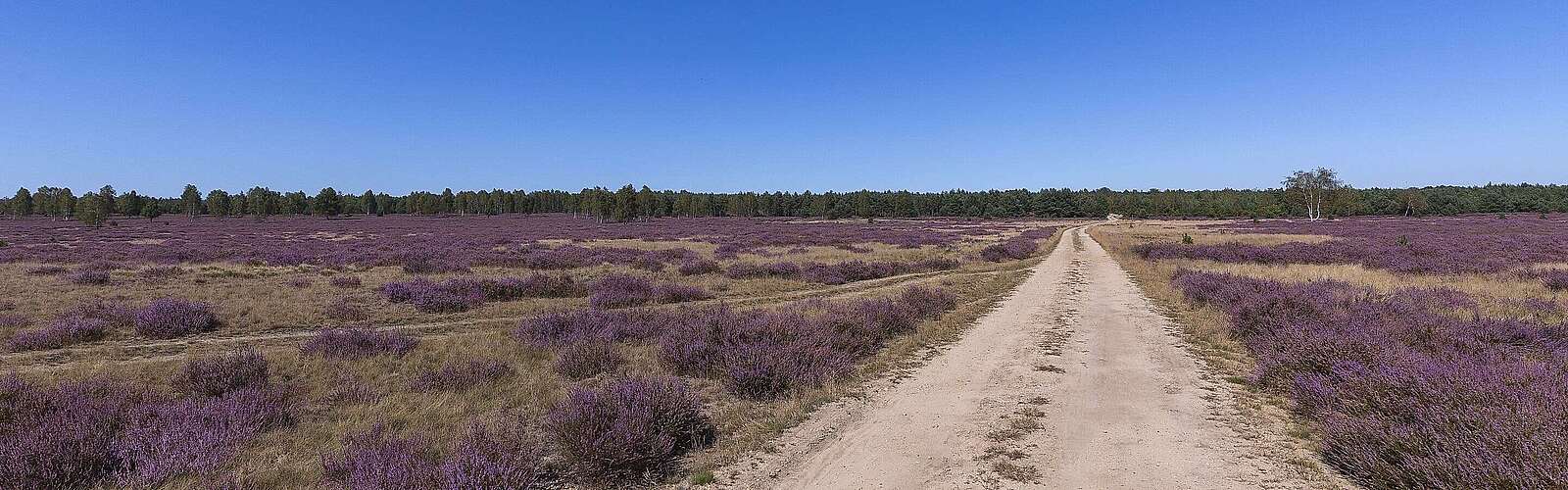 Blühende Heide