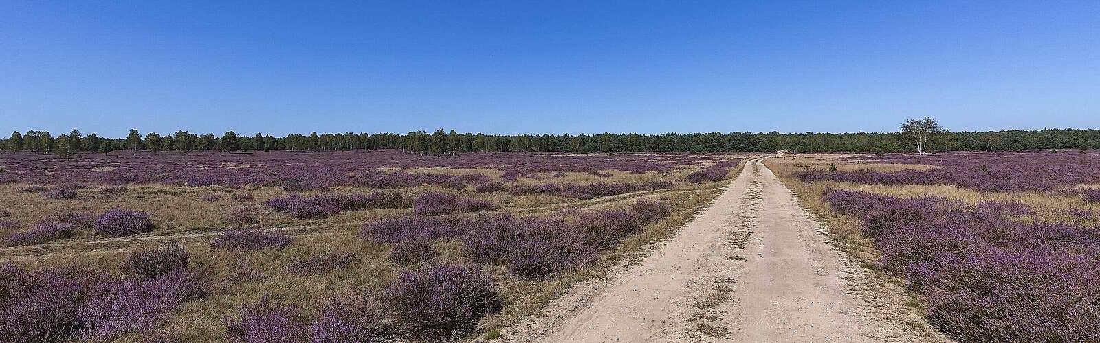 Blühende Heide,
            
        
                Foto: TMB Tourismus-Marketing Brandenburg GmbH/Steffen Lehmann
