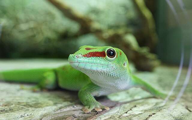 Madagaskar Taggecko