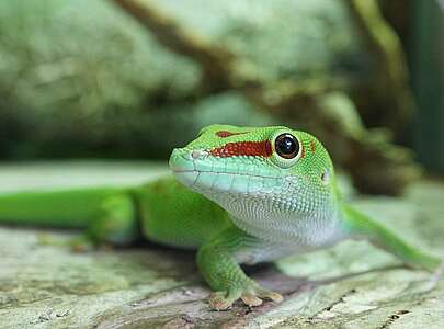 Madagaskar Taggecko
