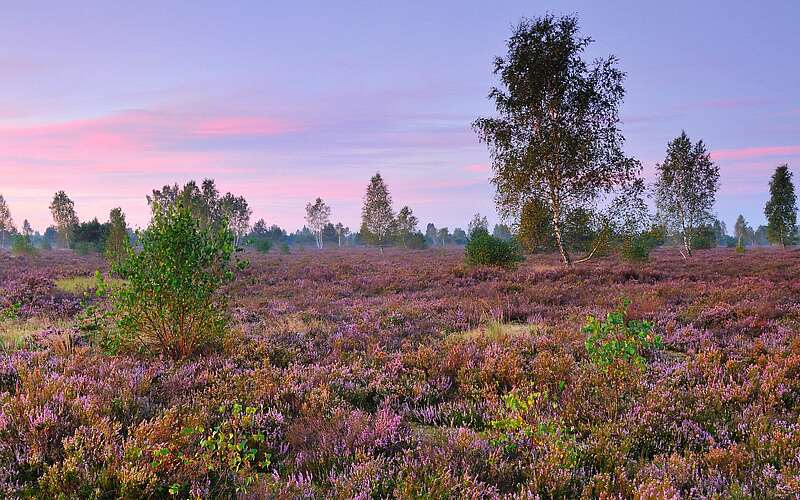 



    
        
                Reicherskreuzer Heide,
            
        
                Foto: Naturschutzfonds Brandenburg/Sebastian Sczepanski
            
    
