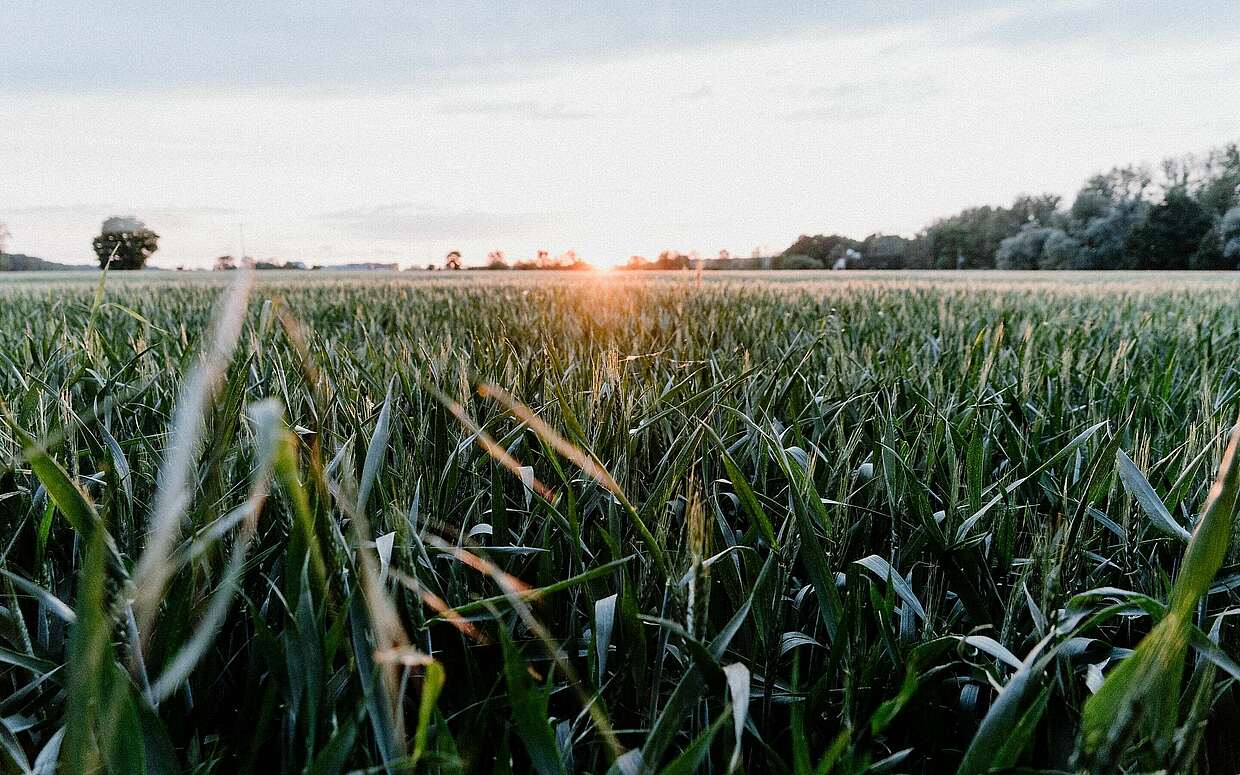 Sonnenaufgang im Oderbruch