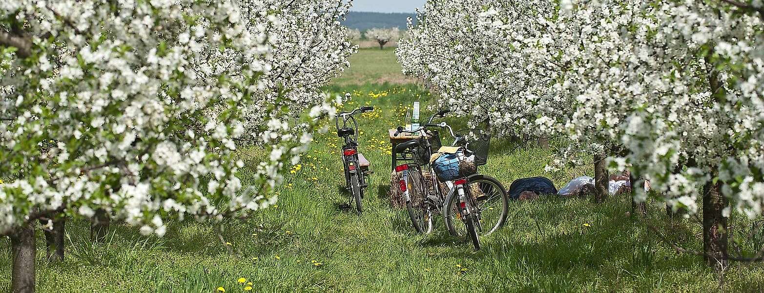 Radfahrer in Werder (Havel) zur Baumblüte,
            
        
                Foto: TMB Tourismus-Marketing Brandenburg GmbH/Yorck Maecke
