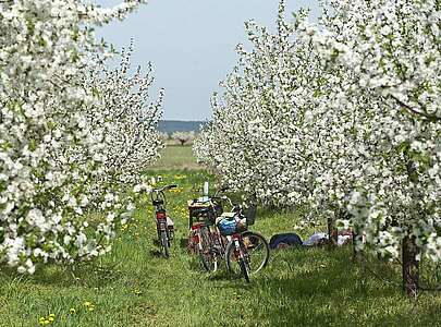 Radfahrer in Werder (Havel) zur Baumblüte