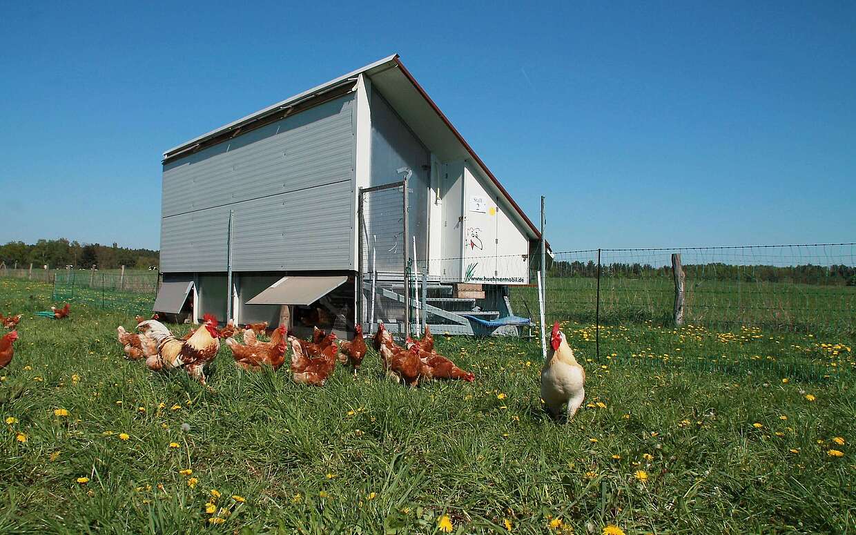 Immer im grünen Gras picken: der mobile Hühnerstall auf Rädern macht’s möglich.