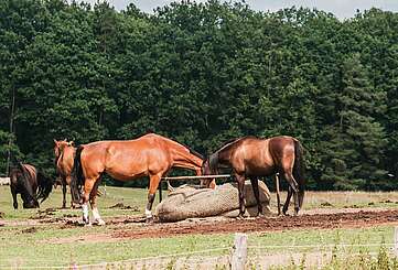 Reiten