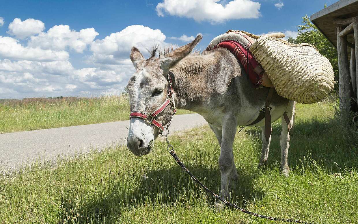Eselwanderung im Fläming