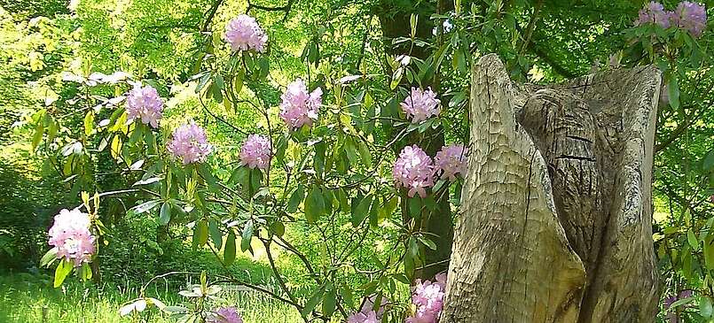 Der Forstbotanische Garten in Eberswalde