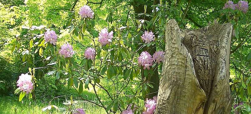 Der Forstbotanische Garten in Eberswalde
