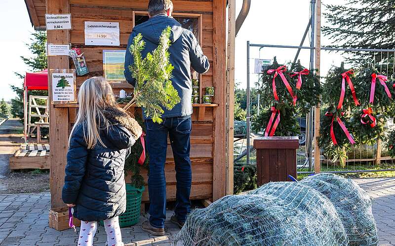 Weihnachtsbaumschlagen auf dem Werderaner Tannenhof