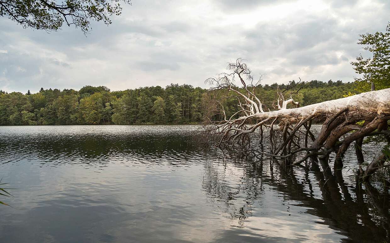 Ein toter Baum ragt in den Hellsee