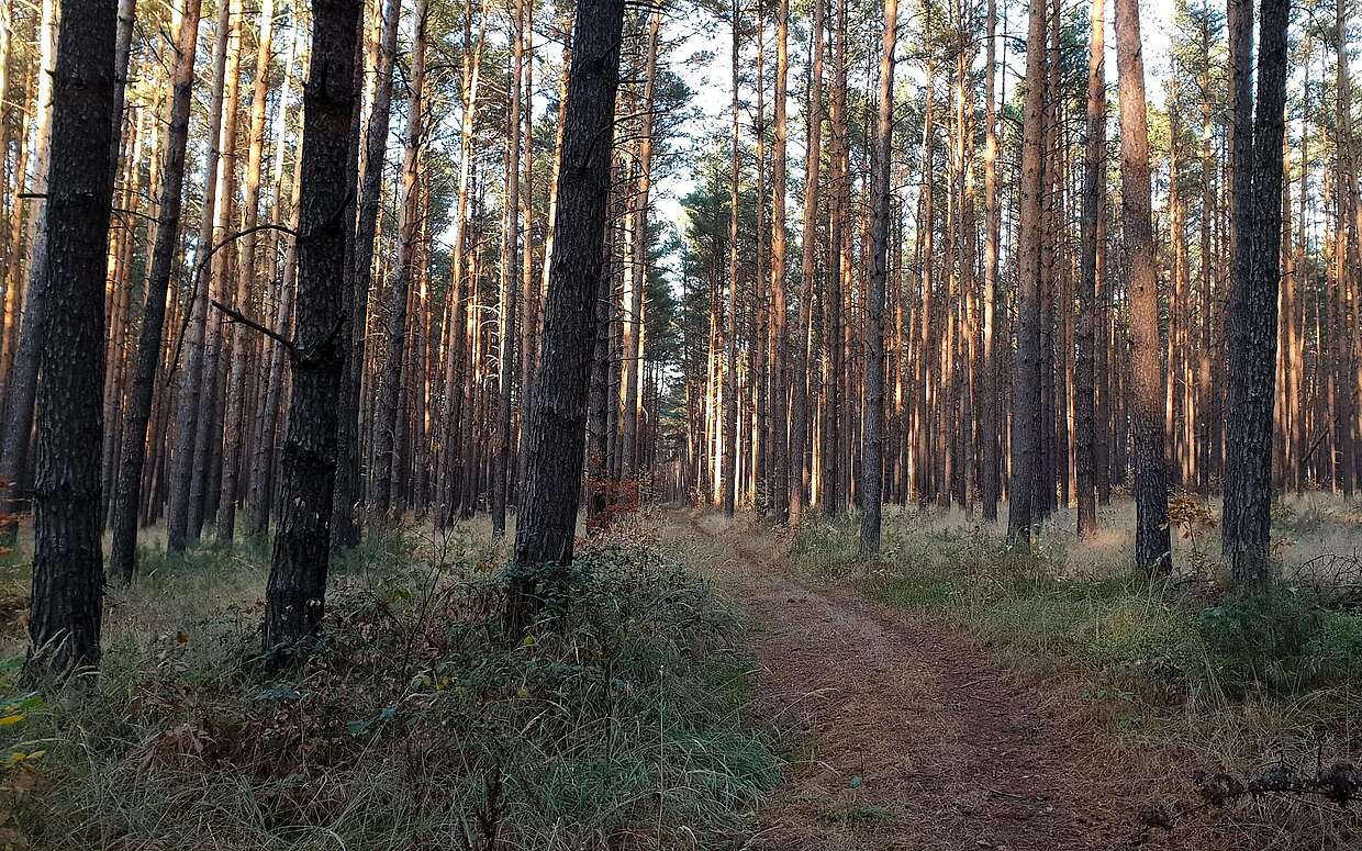 Im Naturpark Niederlausitzer Landrücken