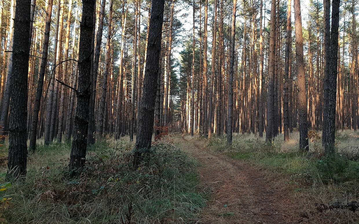 Im Naturpark Niederlausitzer Landrücken