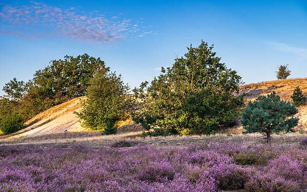 Heideblüte im Wildnisgebiet Jüterbog