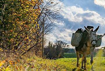 Wandern mit Eseln & Ziegen