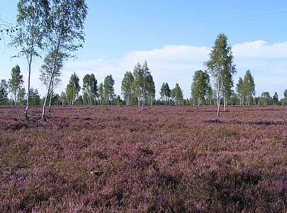 Reicherskreuzer Heide im Schlaubetal