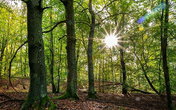 Waldlichtung im Wildnisgebiet Lieberose