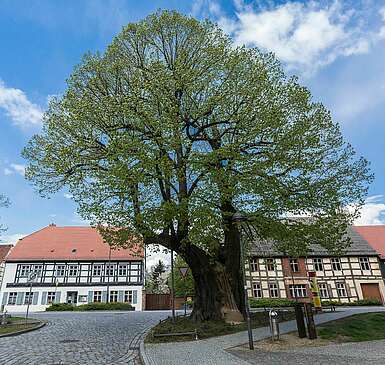 Treuenbrietzen