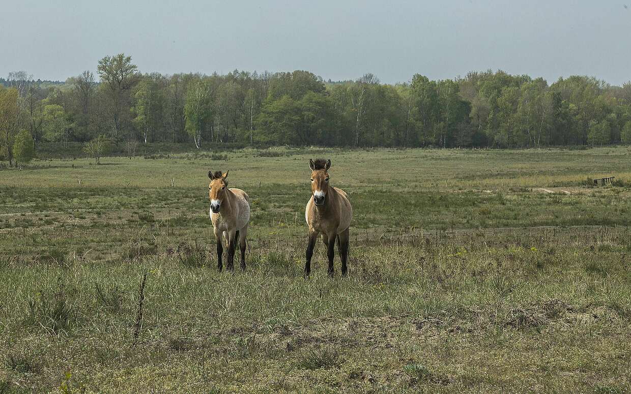 Wildpferde in Sielmanns Naturlandschaft Döberitzer Heide