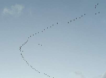 Vogelzug über der Prignitz