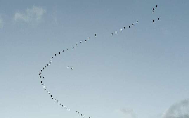 Vogelzug über der Prignitz