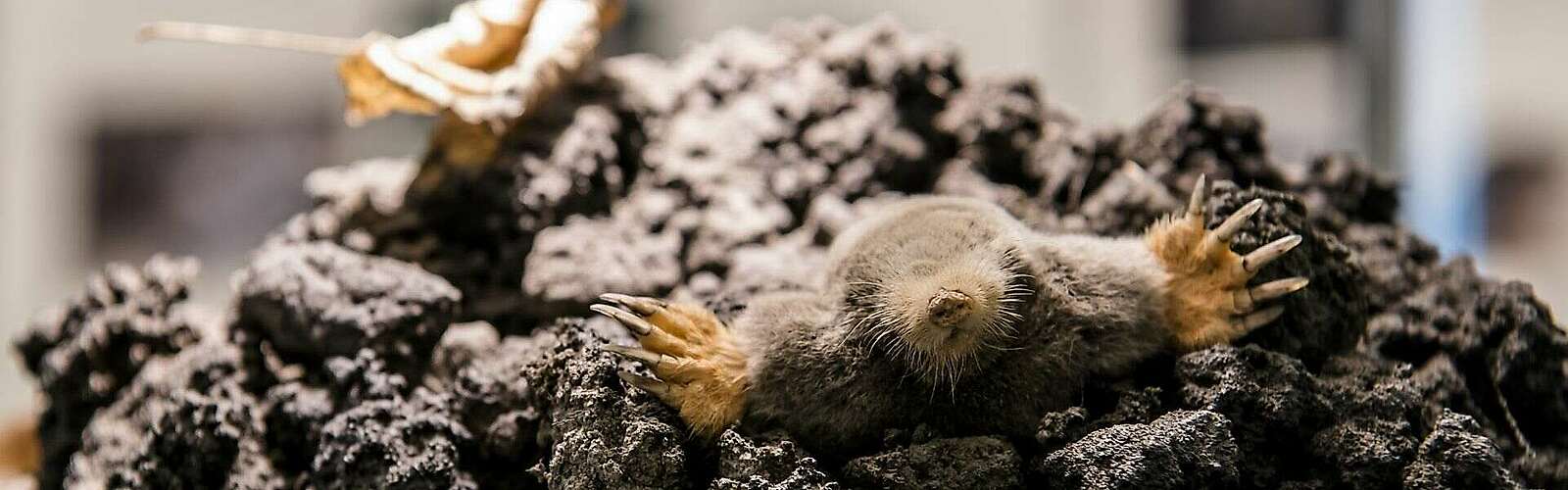 Maulwurf im Naturkundemuseum Potsdam,
            
        
                Foto: Naturkundemuseum Potsdam/David Marschalsky