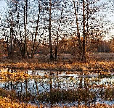 Winterlicher Spreewald zwischen Lübbenau und Lehde