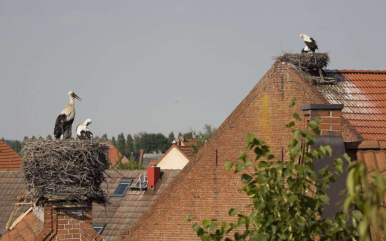 Störche in Rühstädt