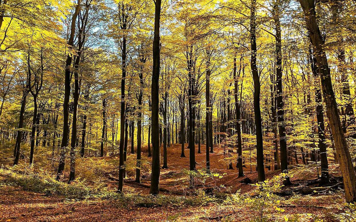 Buchenwald Grumsin im Herbst