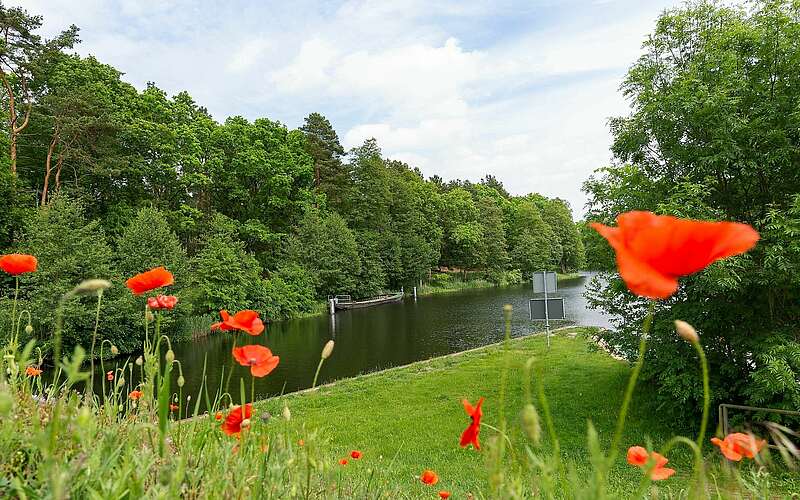 



    
        
                Blühender Mohn am Finowkanal,
            
        
                Foto: TMB Tourismus-Marketing Brandenburg GmbH/Steffen Lehmann
            
    
