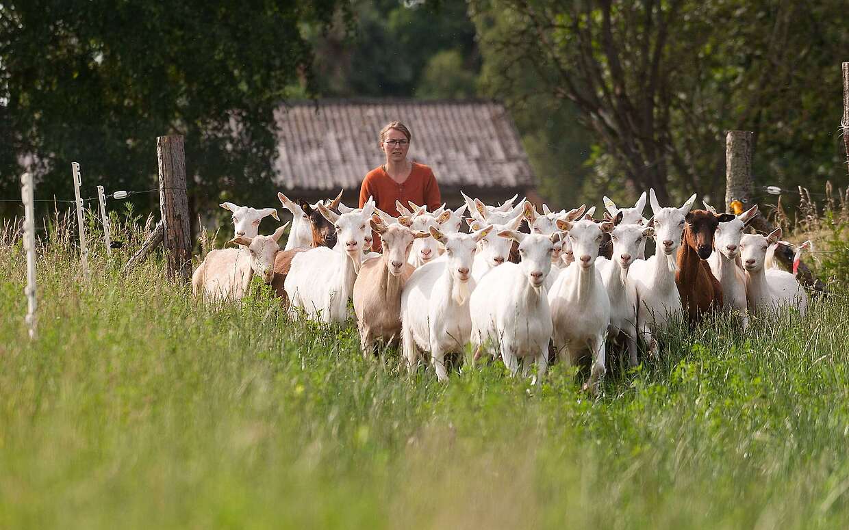 Immer den Ziegen nach: Das Ökodorf Brodowin setzt gleichzeitig auf Kühe, Hühner und Gemüseanbau.