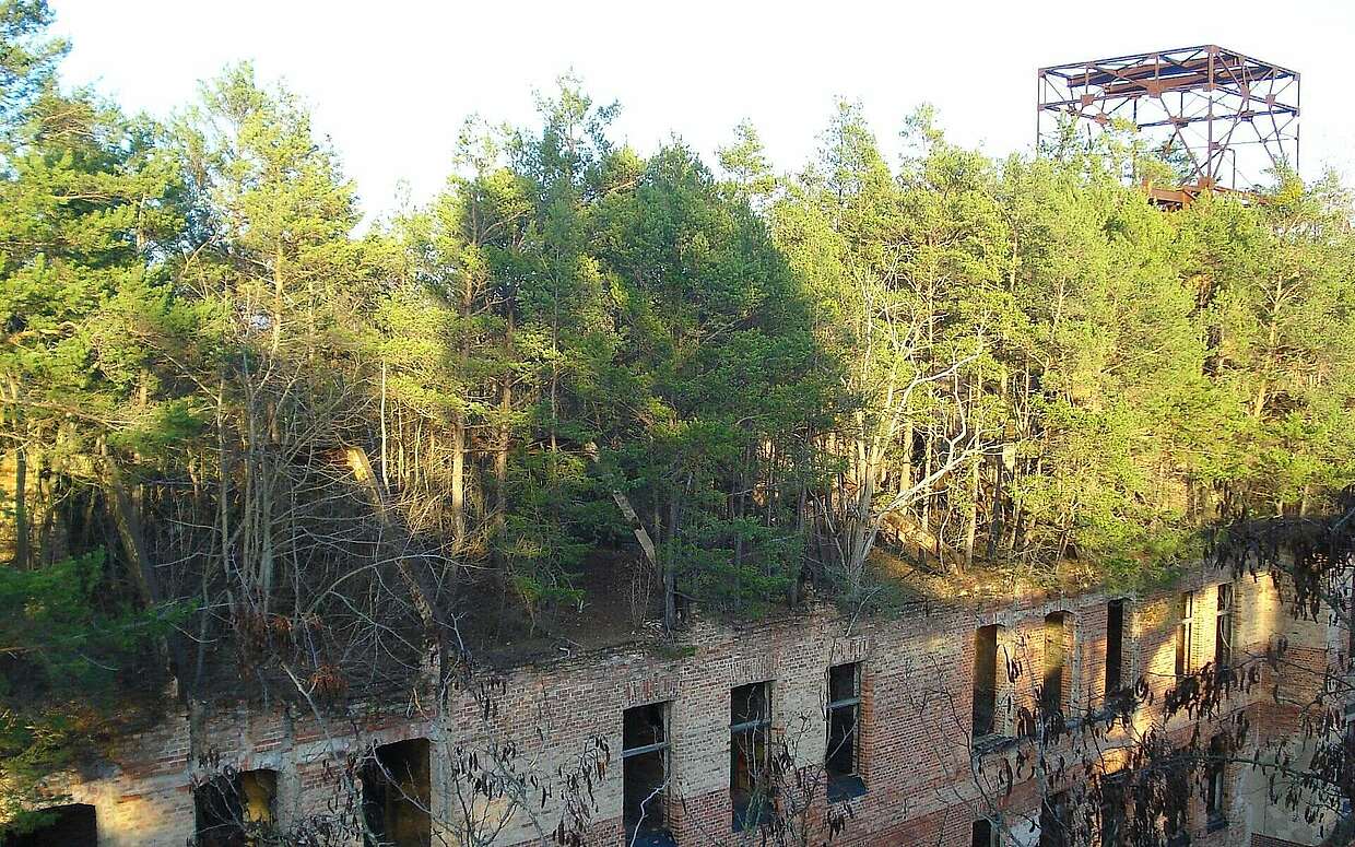 Im Laufe der Jahre ist auf dem Dach des ehemaligen Sanatoriums ein ganzer Wald gewachsen.