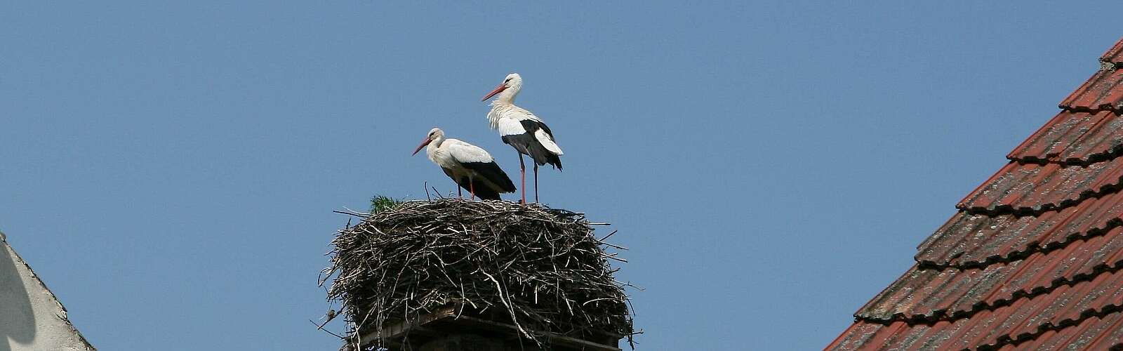Storchenpaar in ihrem Nest,
            
        
                Foto: TMB Tourismus-Marketing Brandenburg GmbH/Steffen Lehmann