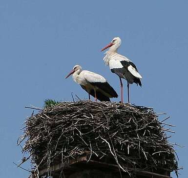 Storchenpaar in ihrem Nest