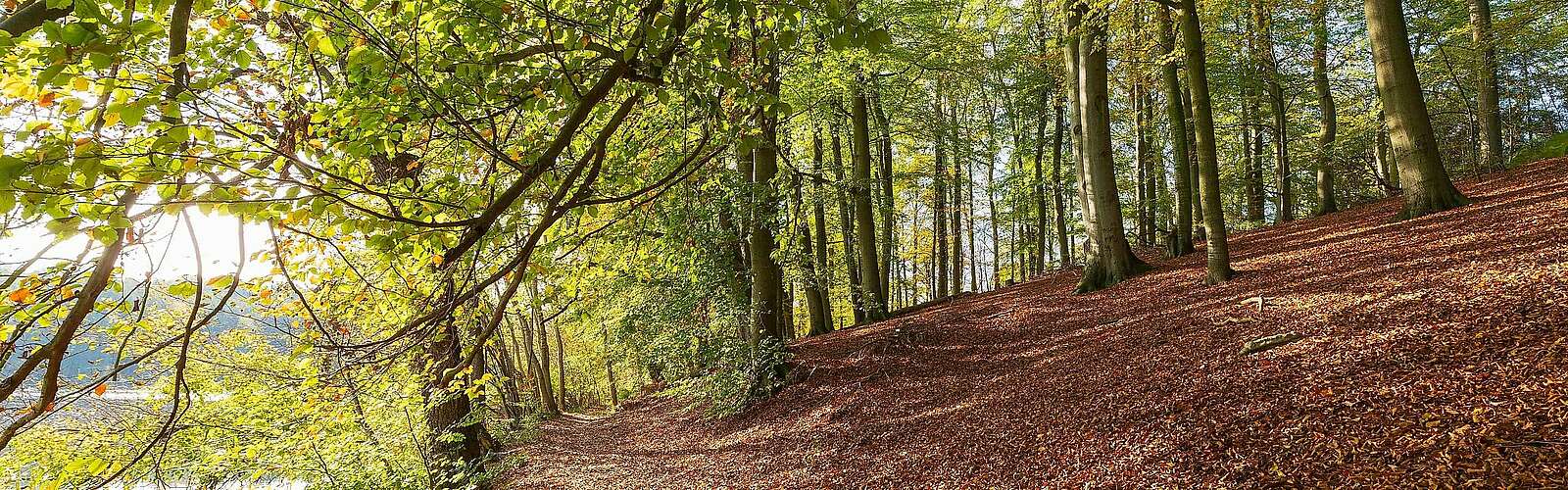 Herbstlicher Wald am Hellsee,
        
    

        Foto: Fotograf / Lizenz - Media Import/Steffen Lehmann