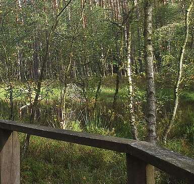 Birken- und Kiefernwald am Großen Barschsee
