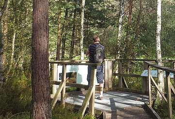 Birken- und Kiefernwald am Großen Barschsee