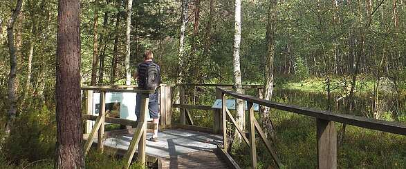 Birken- und Kiefernwald am Großen Barschsee