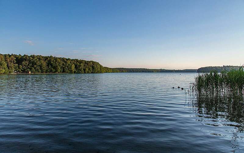 



    
        
                Enten auf dem Stechlinsee,
            
        
                Foto: TMB Tourismus-Marketing Brandenburg GmbH/Steffen Lehmann
            
    
