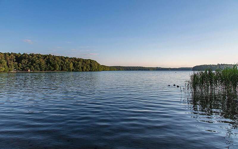 Enten auf dem Stechlinsee